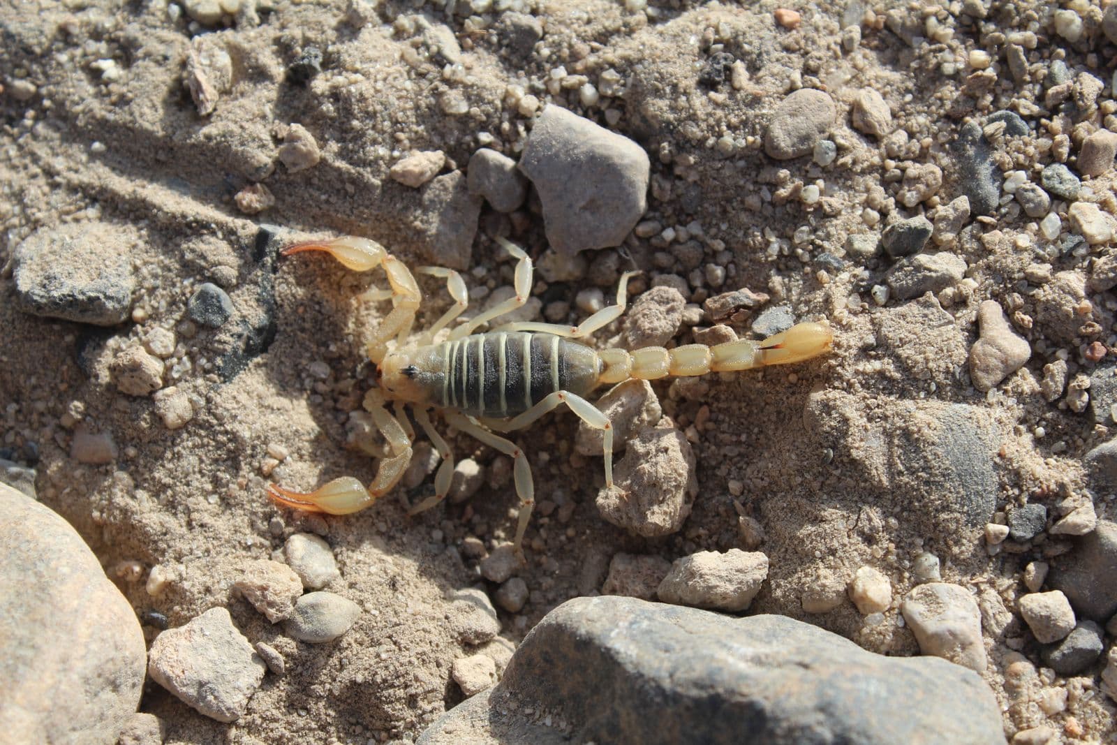 Close-up of a scorpion on stony ground