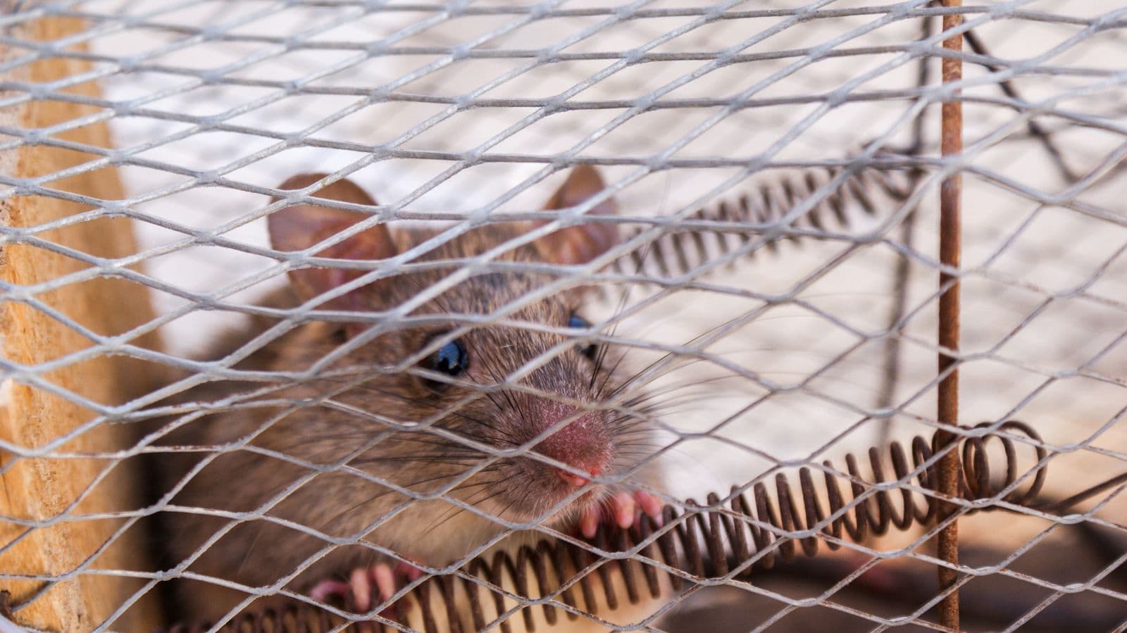 A mouse seen inside a capture cage
